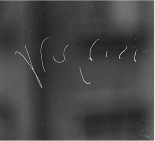 Fig. 15 Hoffmeister's message to Lohmann